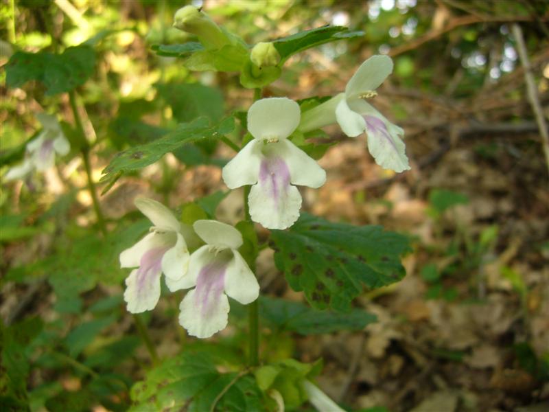 Fiori da identificare
